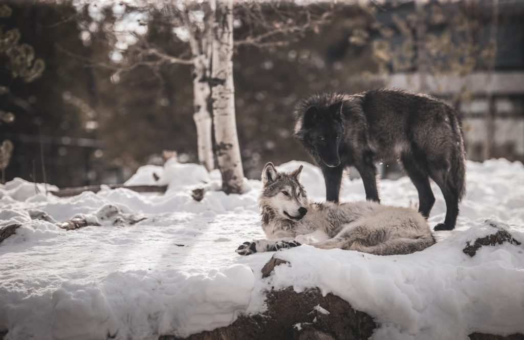 brown and black wolf on snow covered ground during daytime